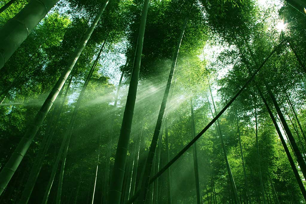Lorem ipsum dolor sit amet, consectetur adipiscing elit.